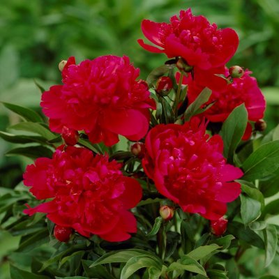 Paeonia lactiflora Inspecteur Lavergne, Luktpion, C3