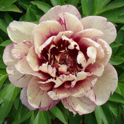 Paeonia itoh hybr. All That Jazz, Itoh Pion, C3