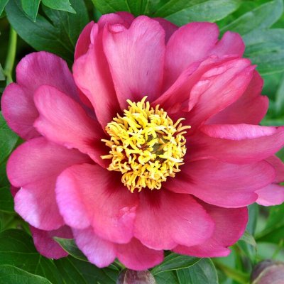 Paeonia itoh hybr. Magical Mystery Tour, Itoh Pion, C3