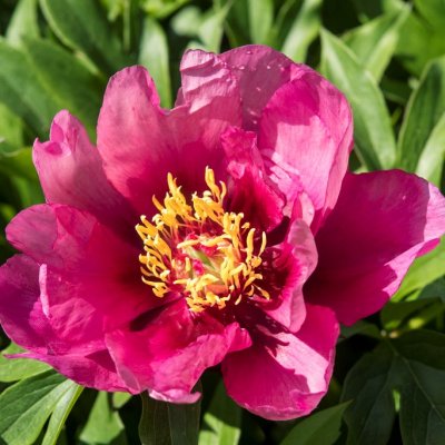 Paeonia itoh hybr. Yankee Doodle Dandy, Itoh Pion, C3
