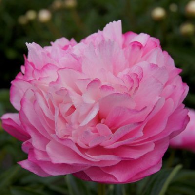 Paeonia lactiflora Joker, Luktpion, barrot 3/5 ögon