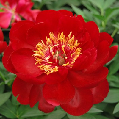 Paeonia lactiflora Buckeye Belle, Luktpion, barrot 3/5 ögon