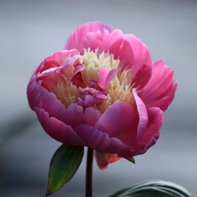 Paeonia lactiflora Bowl of Beauty, Japansk Luktpion, C3