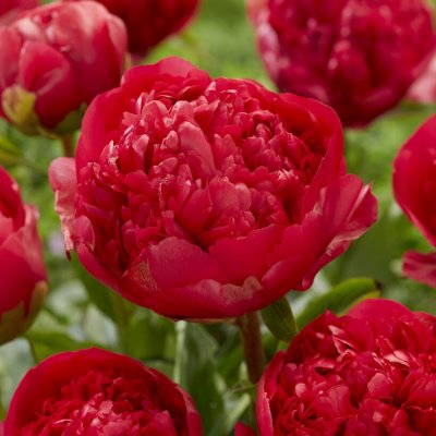 Paeonia lactiflora Command Performance