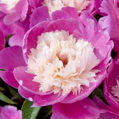 Paeonia lactiflora Cora Stubbs