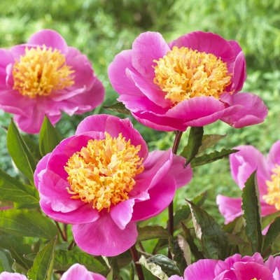 Paeonia lactiflora Doreen
