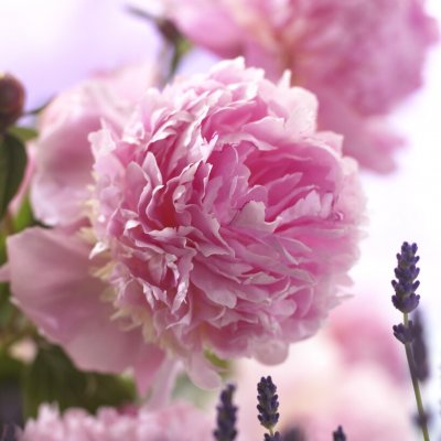 Paeonia lactiflora Edens Perfume