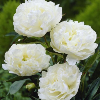Paeonia lactiflora Edens Temptation
