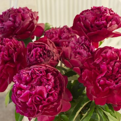 Paeonia lactiflora Highlight