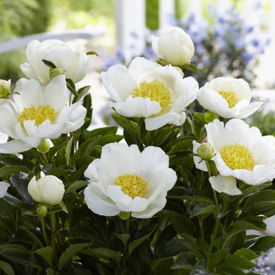 Paeonia lactiflora Jan Van Leeuwen