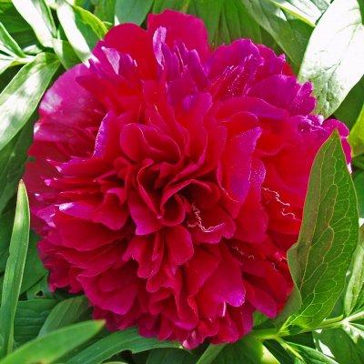 Paeonia lactiflora Karl Rosenfield, Luktpion, barrot 3/5 ögon