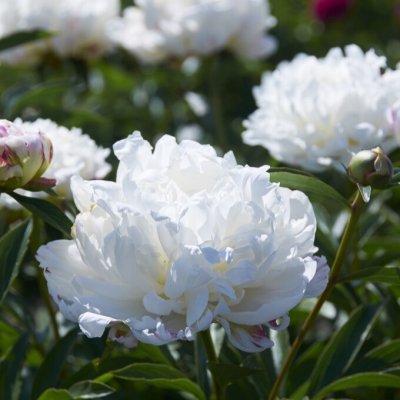 Paeonia lactiflora Madame Calot