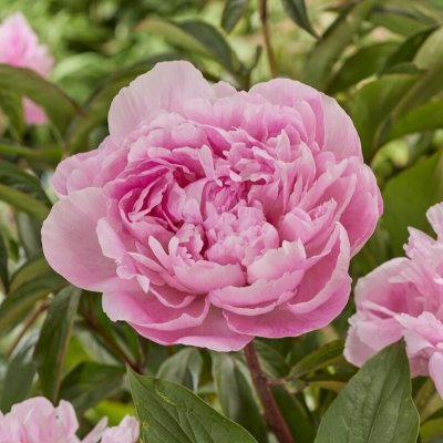 Paeonia lactiflora Miss Eckhardt
