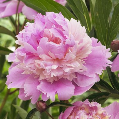 Paeonia lactiflora Mme Emile Débatène
