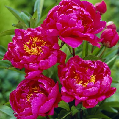 Paeonia lactiflora Monsieur Martin Cahuzac