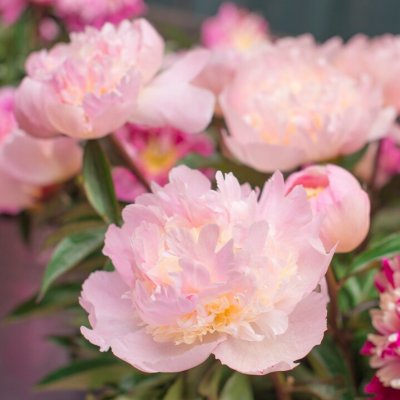 Paeonia lactiflora Petticoat Flounce, Luktpion, C3