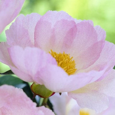 Paeonia lactiflora Pink Dawn
