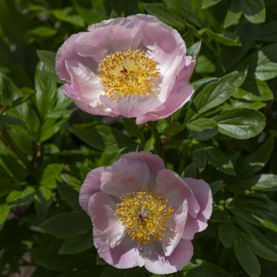 Paeonia lactiflora Roselette