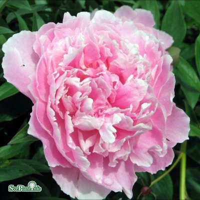 Pion Luktpion Sarah Bernhardt 15+ ögon barrot 1st