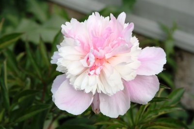 Paeonia lactiflora Sorbet, Luktpion, C3