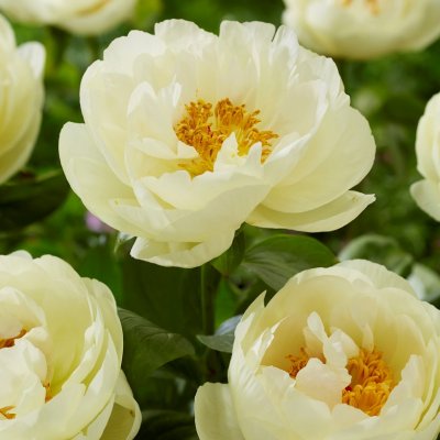 Paeonia hybrid Lemon Chiffon, Pion, C3
