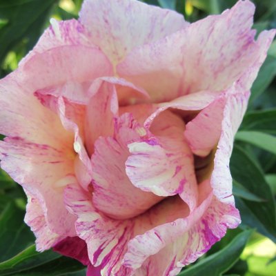 Paeonia itoh hybr. Lollipop, Itoh Pion, C3