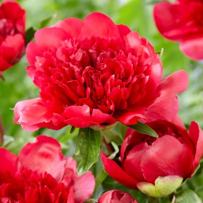 Paeonia hybr. Many Happy Returns, Pion, barrot 3/5 ögon