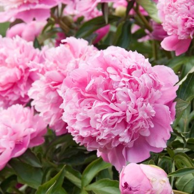 Paeonia lactiflora Monsieur Jules Elie, Luktpion, C3