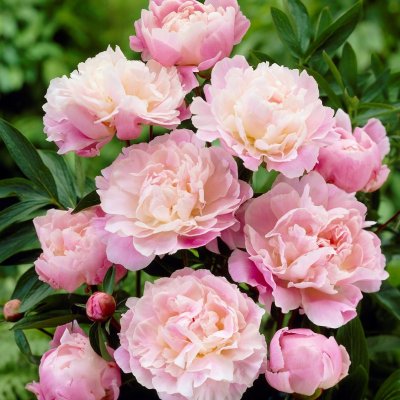 Paeonia lactiflora Moon River, Luktpion, C3