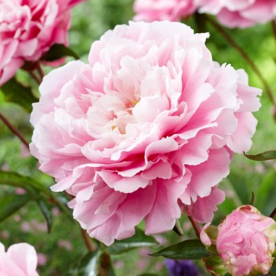 Paeonia lactiflora Morning Kiss, Luktpion, barrot 3/5 ögon