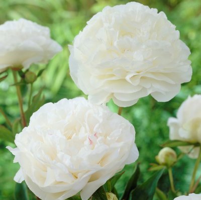 Paeonia lactiflora Mother´s Choice, Luktpion, barrot 3/5 ögon