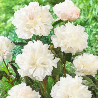 Paeonia lactiflora My Love, Luktpion, C3