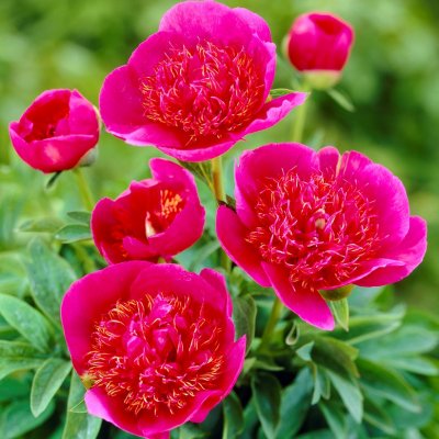 Paeonia officinalis Anemoniflora, Bergpion, C3