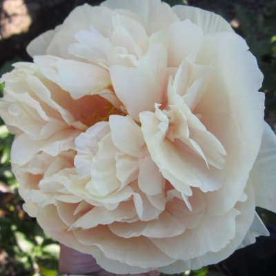 Paeonia lactiflora Pastel Elegance, Luktpion, barrot 2/3 ögon