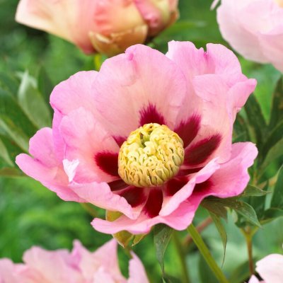 Paeonia itoh hybr. Pastel Splendor, Itoh Pion, barrot 3/5 ögon