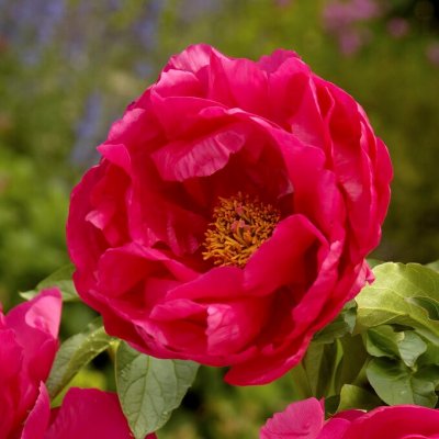 Paeonia hybrid Paula Fay, Pion, C3