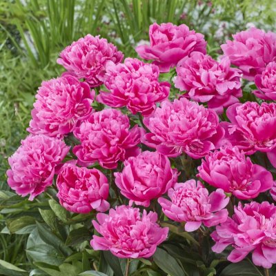 Paeonia lactiflora Pink Panther
