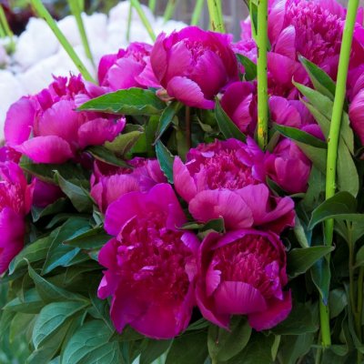 Paeonia lactiflora Purple Spider, Luktpion, C3