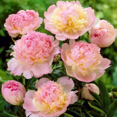 Paeonia lactiflora Raspberry Sundae, Luktpion, C3