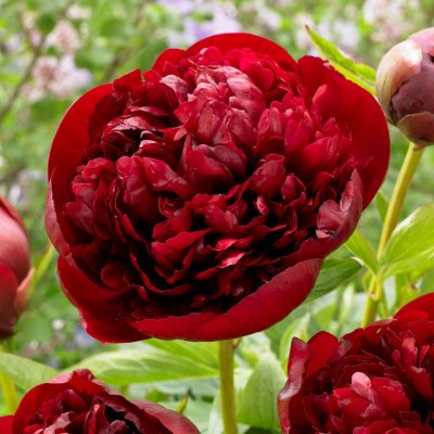 Paeonia lactiflora Red Grace, Luktpion, barrot 3/5 ögon