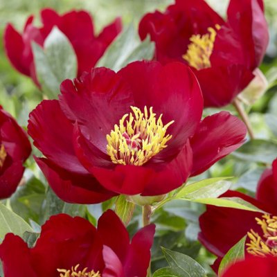 Paeonia lactiflora Scarlet Heaven