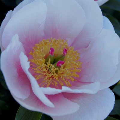 Paeonia herbaceous hybr. Soft Salmon Saucer, Pion, barrot 3/5 ögon