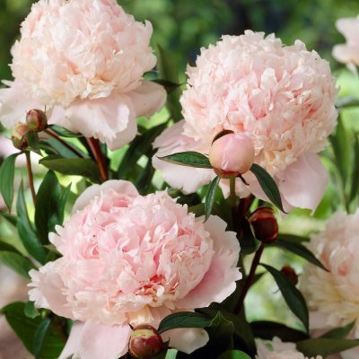 Paeonia lactiflora Solange, Luktpion, barrot 3/5 ögon