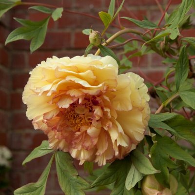 Paeonia lutea hybr. Souvenir de Maxime Cornu, Buskpion