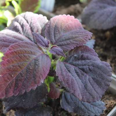 Palettblad Black Prince