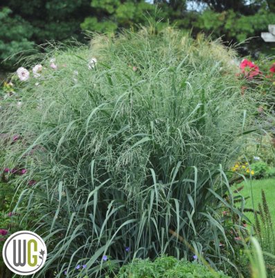 Panicum virgatum Blue Fountain ®