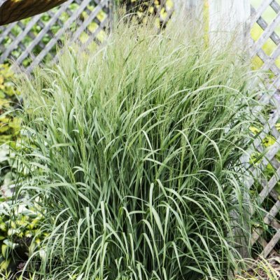 Panicum virgatum Apache Rose ®