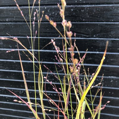 Panicum virgatum Blue Darkness, Jungfruhirs, P9cm