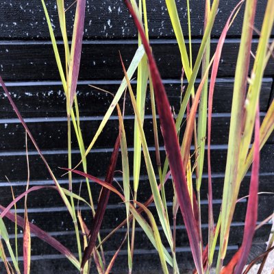 Panicum virgatum Blue Darkness, Jungfruhirs, P9cm