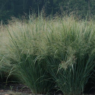 Panicum virgatum Northwind, Jungfruhirs, SQ1
